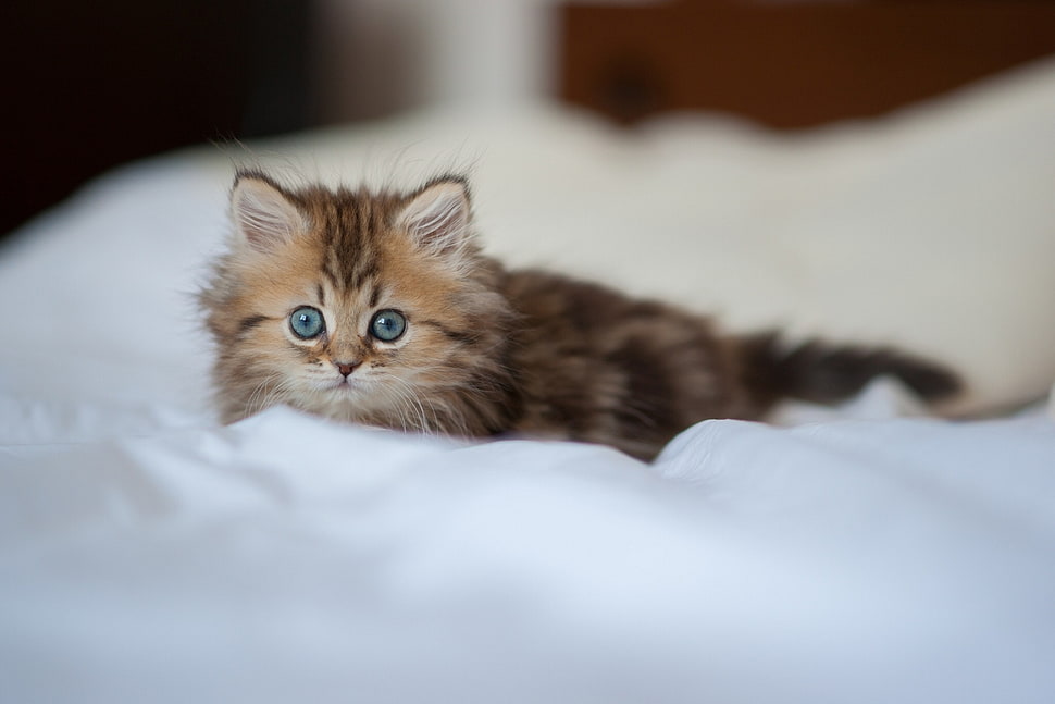 brown and black kitten on white textile HD wallpaper