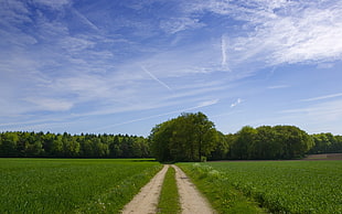 green grass field under blue and white sky