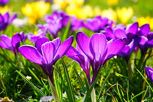 shallow focus of purple Crocus flowers HD wallpaper