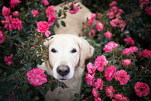 yellow Labrador retriever, flowers, dog, animals