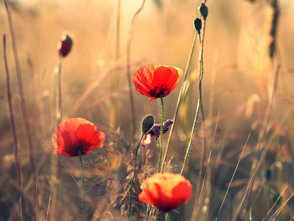 focus shot of red flowers HD wallpaper
