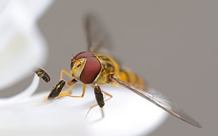 close up photo of Hover fly