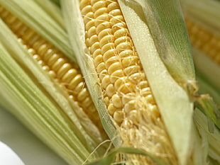 shallow focus Corn HD wallpaper