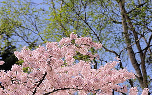 cherry blossom tree photography