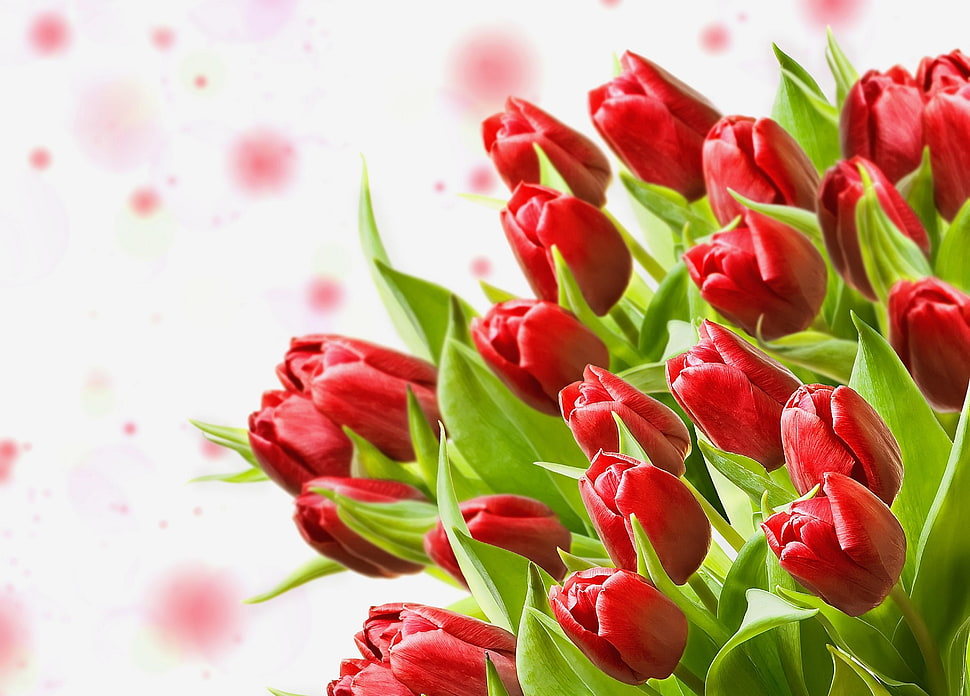 shallow focus photography of red tulips HD wallpaper