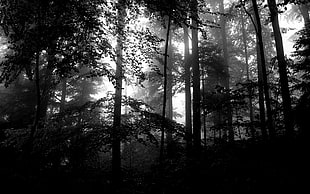 forest grayscale portrait, forest, monochrome, lights HD wallpaper