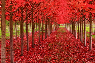 red leafed trees, leaves, trees