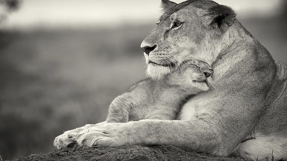 lioness and lion cub, lion, baby animals, monochrome, animals HD wallpaper