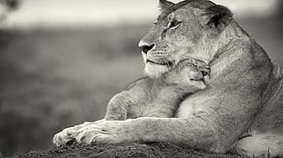lioness and lion cub, lion, baby animals, monochrome, animals