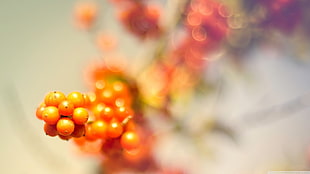 orange fruits, nature, berries, blurred, plants