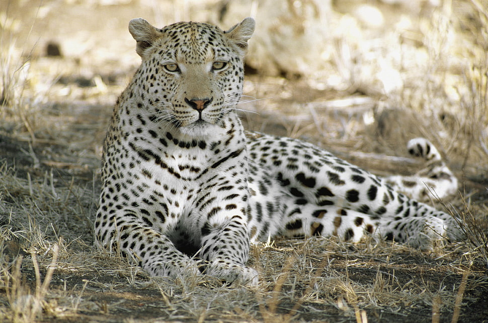 snow leopard HD wallpaper
