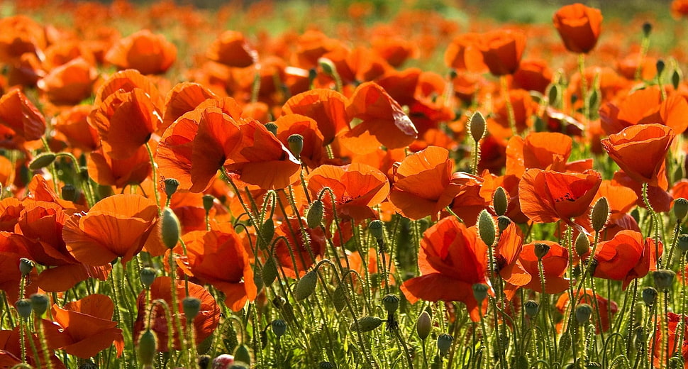 bed of orange petaled flower HD wallpaper