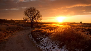 brown dirt road, nature, sunset, landscape HD wallpaper