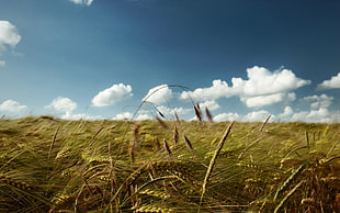 closeup photography of rice wheats HD wallpaper