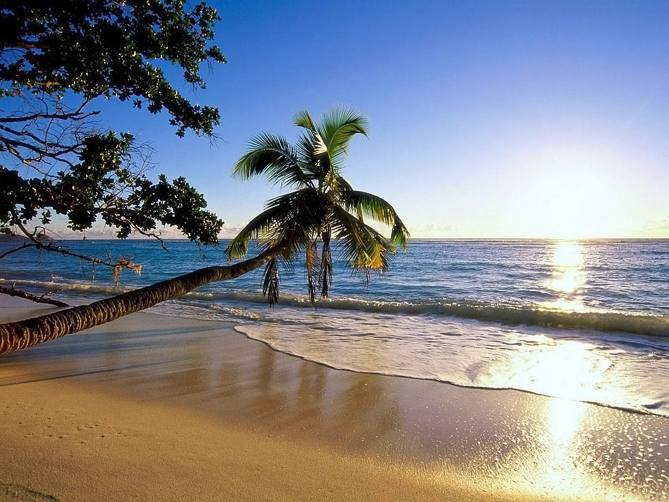 green coconut tree near seashore during dusk HD wallpaper