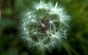 macro shot photograph of dandelion flower