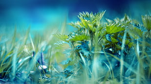 green plants macro photography HD wallpaper