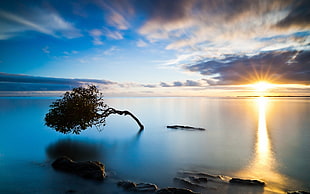 silhouette of tree at sunset