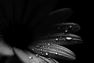 grayscale photography of petaled flower with water drops