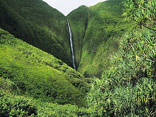 waterfalls surrounded with tress