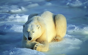 Polar Bear sleeping on ice