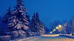 white pine trees, winter