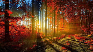  HD wallpaper