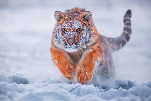 brown and black wild cat running during winter