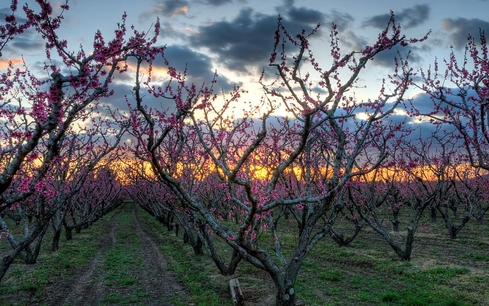 pink leaf tree taking picture during sunset HD wallpaper