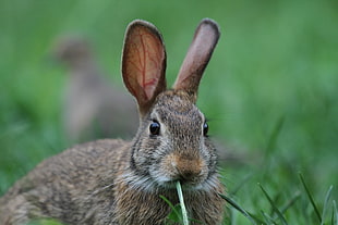 shallow depth photograph of gray rabbit on grass field, eastern cottontail rabbit, sylvilagus floridanus
