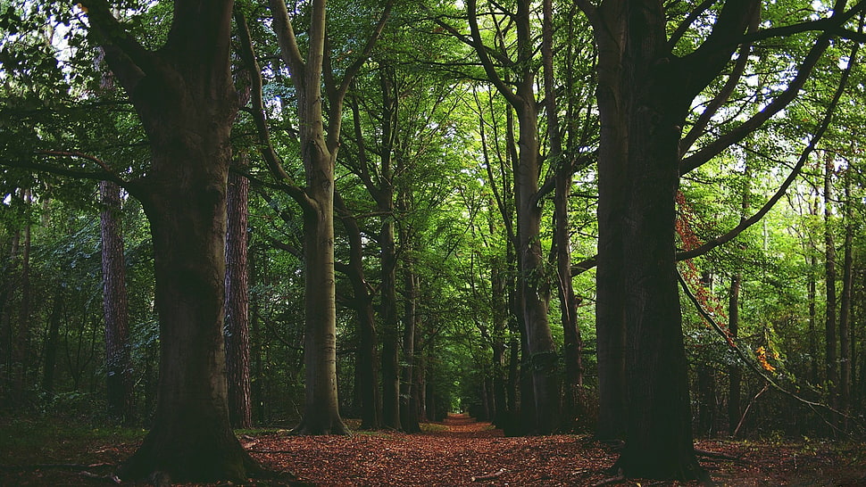 green trees, plants, path, trees, forest HD wallpaper