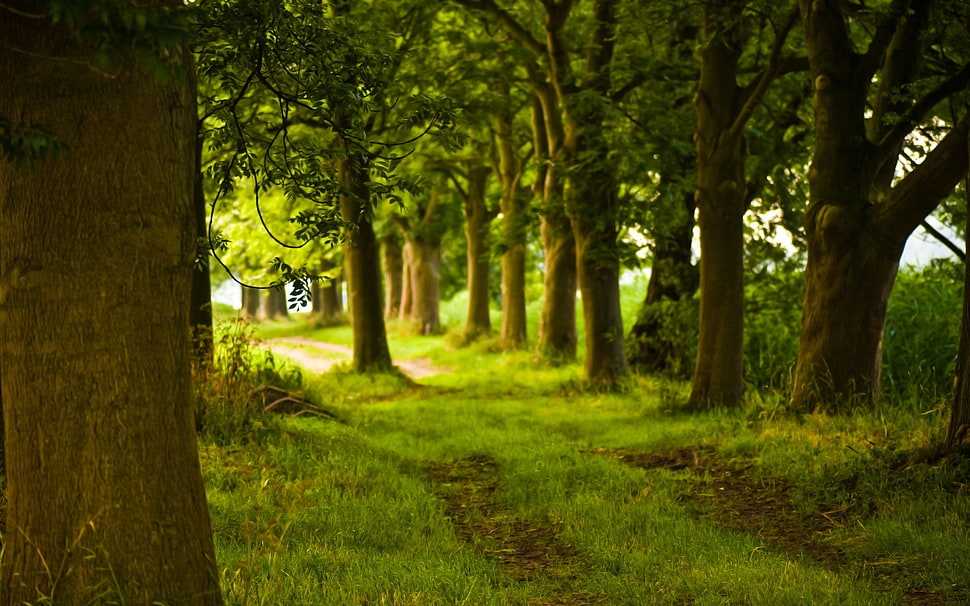 Eens,  Path,  Spring,  May HD wallpaper