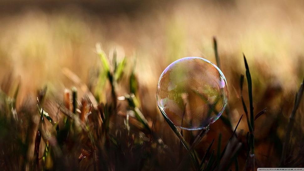 green grass, closeup HD wallpaper