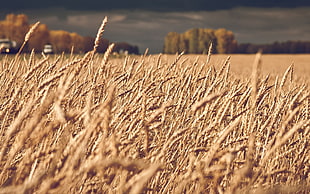 brown wheat field, landscape, nature, field, spikelets