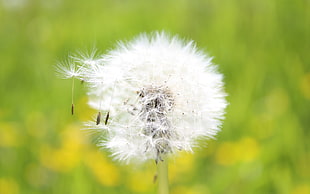 white dandelion in closeup photography
