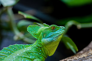 green iguana, Basilisk, Lizard, Reptile HD wallpaper