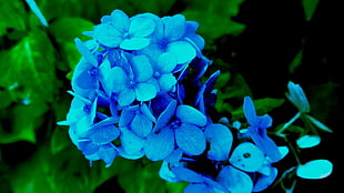 purple hydrangeas, Hydrangea, Petals, Blue
