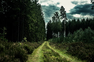 green grass trail, forest, road, nature, trees HD wallpaper