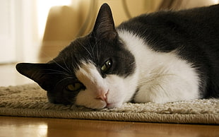 white and black cat