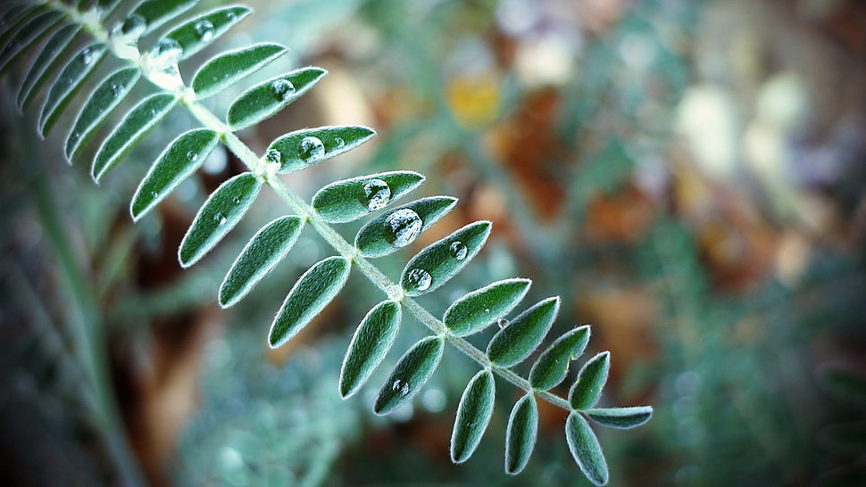 green leaves with water drop HD wallpaper