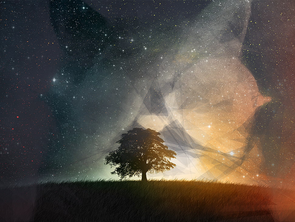 silhouette of tree, cat, space, trees HD wallpaper