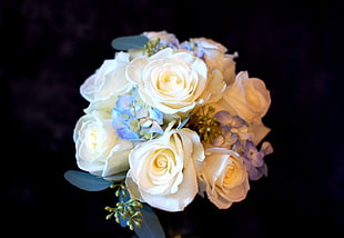 photo of white and purple petaled flowers
