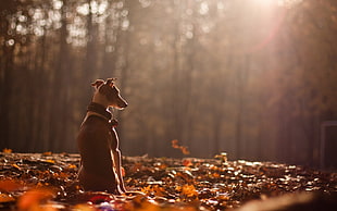 medium short-coated tan dog on ground surround by trees