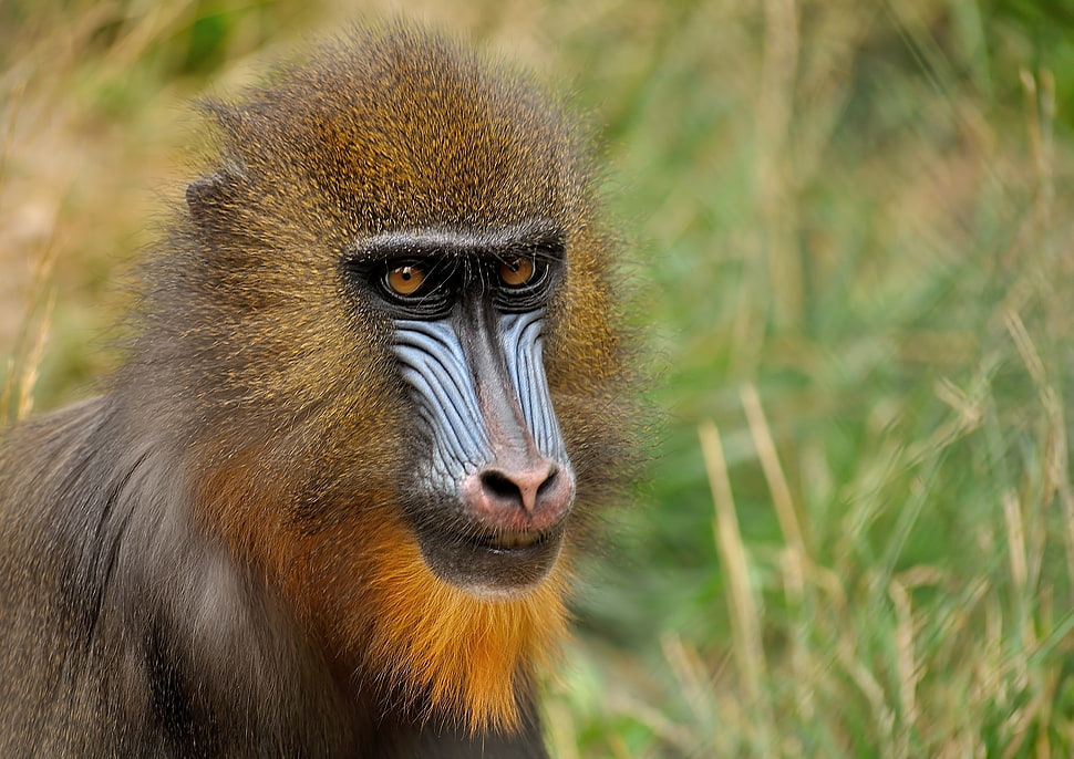 brown primate HD wallpaper