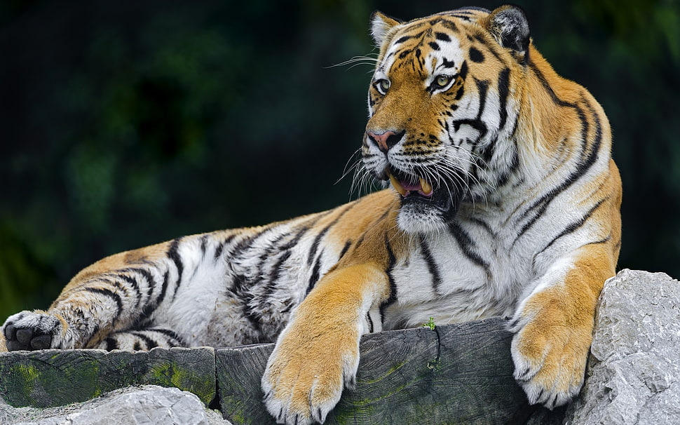 brown and white Tiger HD wallpaper