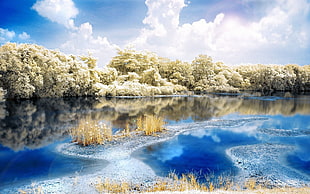 beige trees near blue body of water reflecting blue and white cloudy sky during daytime HD wallpaper