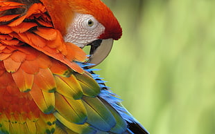 wildlife photography of Scarlet Macaw HD wallpaper