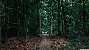pathway between green leafed trees