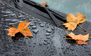 three orange maple leaves on car windshield