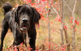 black Newfound land dog on grass field at day time